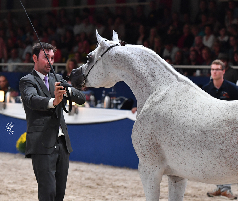 Senior Mare Gold Champion: Tehama Ballalina (Tehama Na Sidaqa X JJ Shai Majestic Queen)