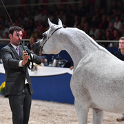 Senior Mare Gold Champion: Tehama Ballalina (Tehama Na Sidaqa X JJ Shai Majestic Queen)