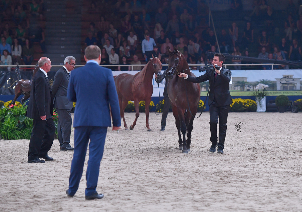 Senior Mare Silver Champion: Donna Molta Bella SRA (DA Valentino X RD Fabreanna)