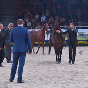 Senior Mare Silver Champion: Donna Molta Bella SRA (DA Valentino X RD Fabreanna)