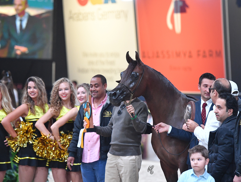 Senior Mare Silver Champion: Donna Molta Bella SRA (DA Valentino X RD Fabreanna)