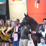 Senior Mare Silver Champion: Donna Molta Bella SRA (DA Valentino X RD Fabreanna)