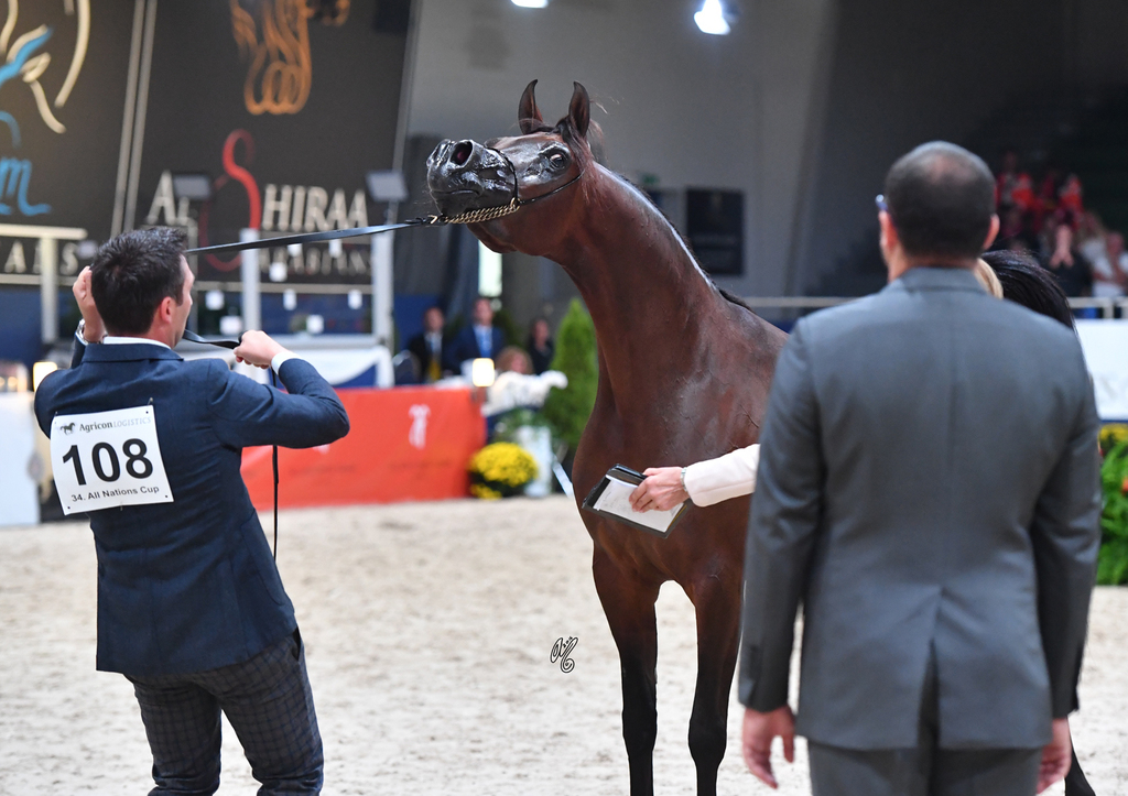 Senior Mare Silver Champion: Donna Molta Bella SRA (DA Valentino X RD Fabreanna)