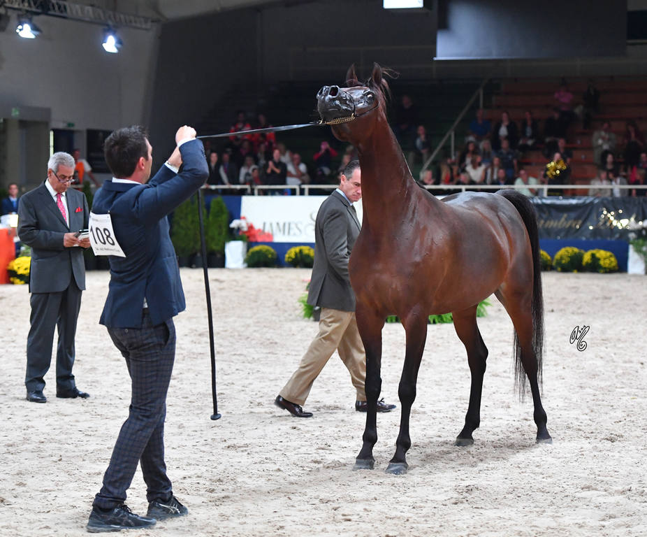 Senior Mare Silver Champion: Donna Molta Bella SRA (DA Valentino X RD Fabreanna)