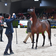 Senior Mare Silver Champion: Donna Molta Bella SRA (DA Valentino X RD Fabreanna)