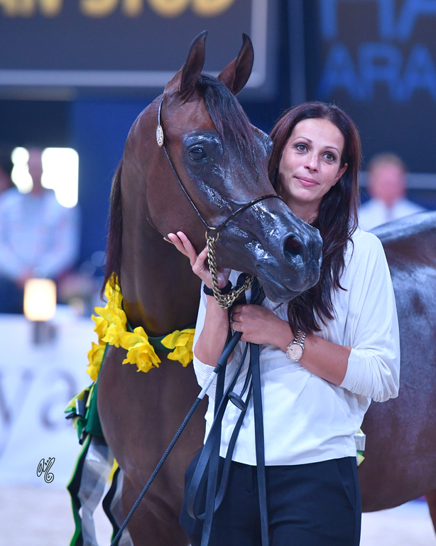 Senior Mare Silver Champion: Donna Molta Bella SRA (DA Valentino X RD Fabreanna)