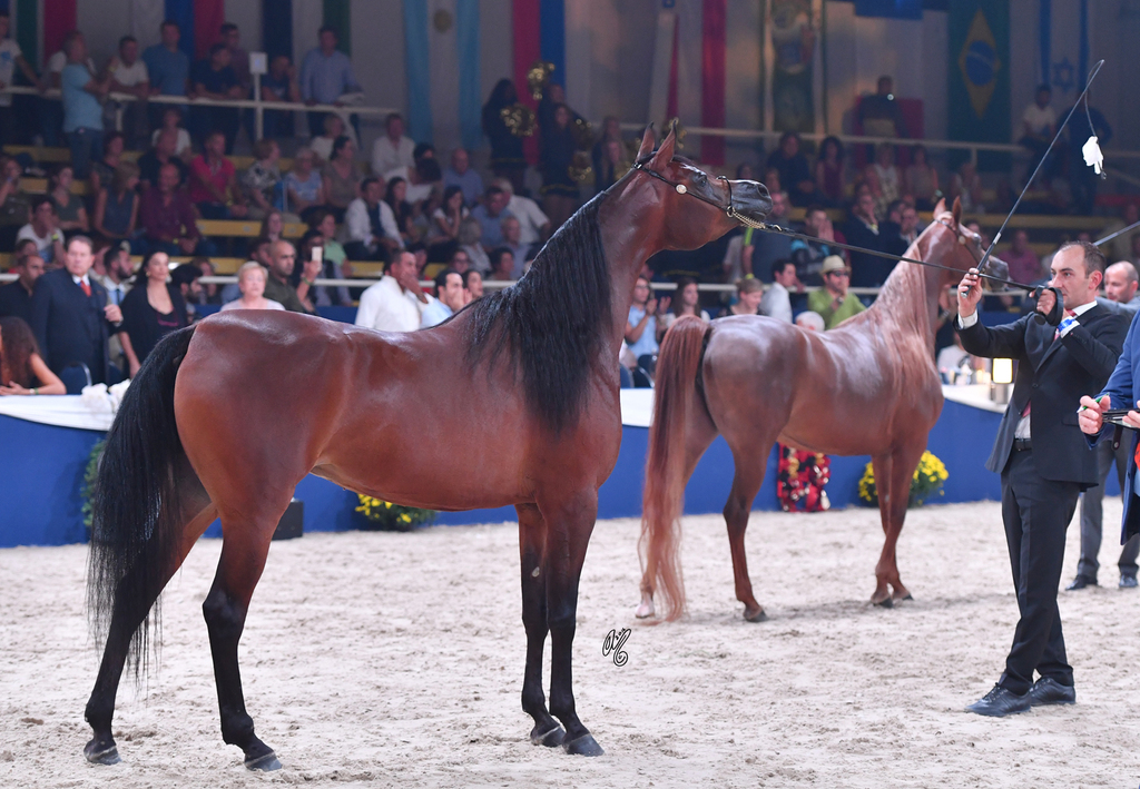 Senior Mare Bronze Champion: Ghazalah Alaalya (Monticeto LN X JMF Jezell)