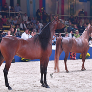 Senior Mare Bronze Champion: Ghazalah Alaalya (Monticeto LN X JMF Jezell)