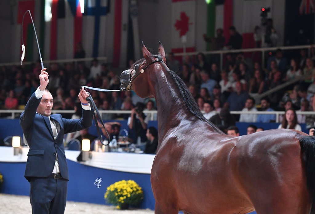 Senior Mare Bronze Champion: Ghazalah Alaalya (Monticeto LN X JMF Jezell)