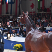Senior Mare Bronze Champion: Ghazalah Alaalya (Monticeto LN X JMF Jezell)
