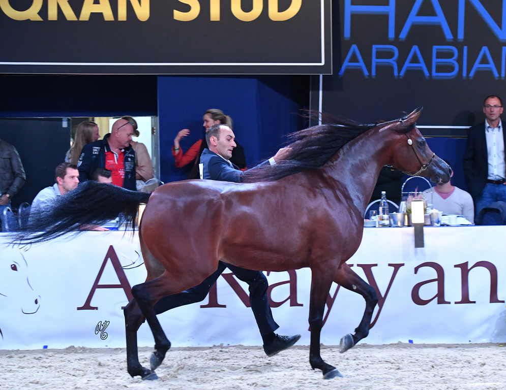 Senior Mare Bronze Champion: Ghazalah Alaalya (Monticeto LN X JMF Jezell)