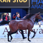 Senior Mare Bronze Champion: Ghazalah Alaalya (Monticeto LN X JMF Jezell)