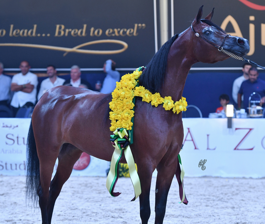 Senior Mare Bronze Champion: Ghazalah Alaalya (Monticeto LN X JMF Jezell)