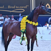 Senior Mare Bronze Champion: Ghazalah Alaalya (Monticeto LN X JMF Jezell)