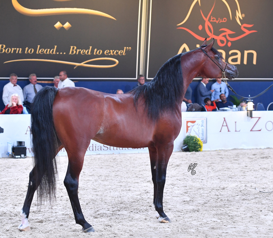 Colt Gold Champion: Gallardo J (Emerald J X Gomera J)