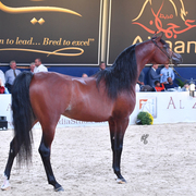Colt Gold Champion: Gallardo J (Emerald J X Gomera J)