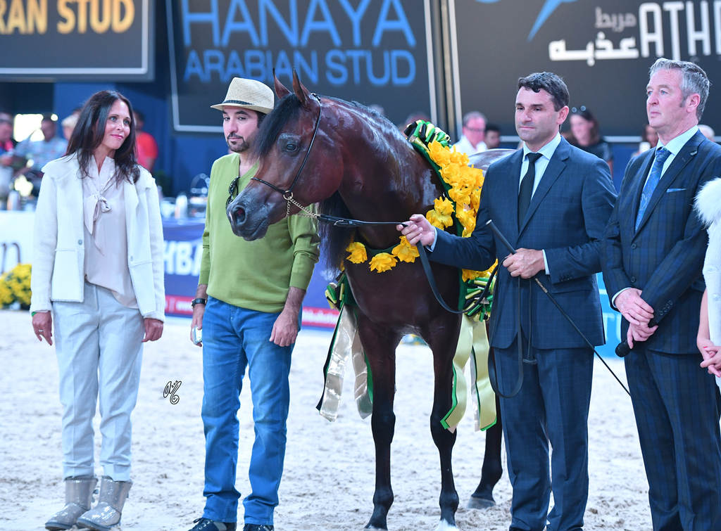 Colt Gold Champion: Gallardo J (Emerald J X Gomera J)