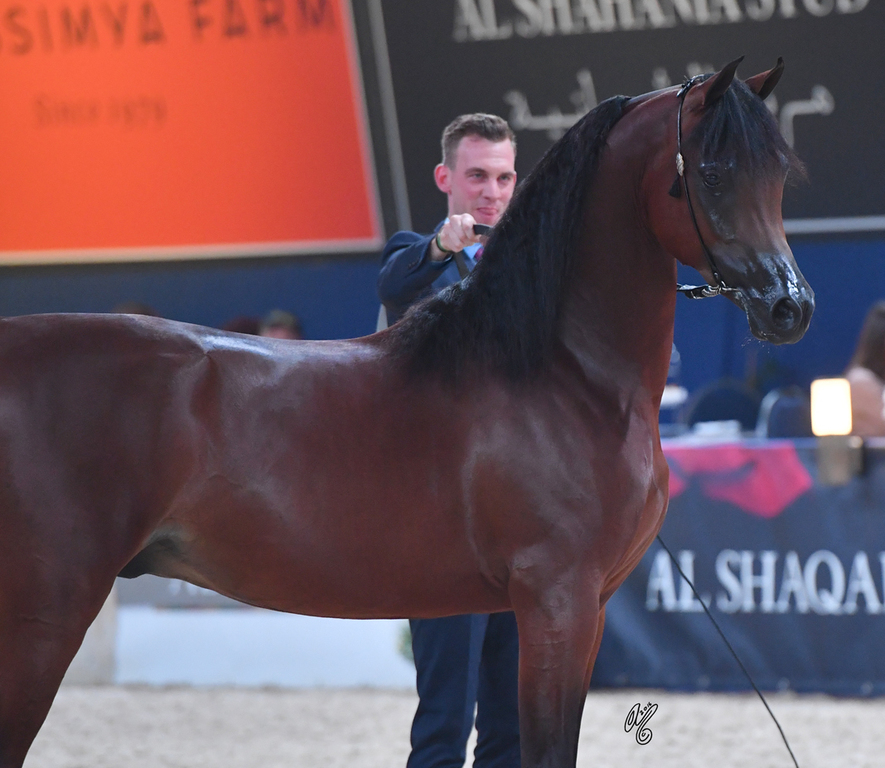 Colt Silver Champion: Luigi (Kanz Albidayer X Lolita)