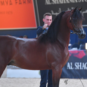 Colt Silver Champion: Luigi (Kanz Albidayer X Lolita)