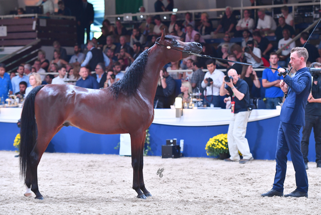Colt Silver Champion: Luigi (Kanz Albidayer X Lolita)