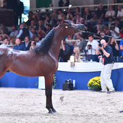 Colt Silver Champion: Luigi (Kanz Albidayer X Lolita)
