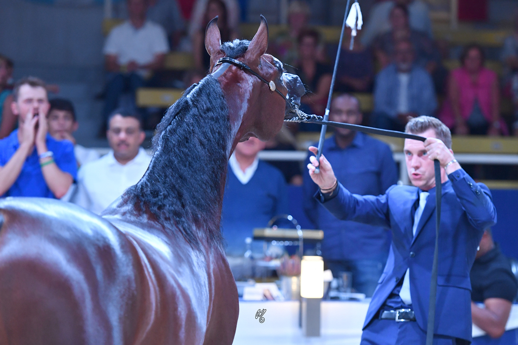 Colt Silver Champion: Luigi (Kanz Albidayer X Lolita)