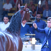 Colt Silver Champion: Luigi (Kanz Albidayer X Lolita)