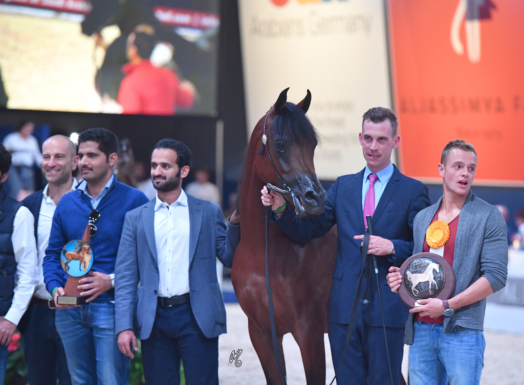 Colt Silver Champion: Luigi (Kanz Albidayer X Lolita)