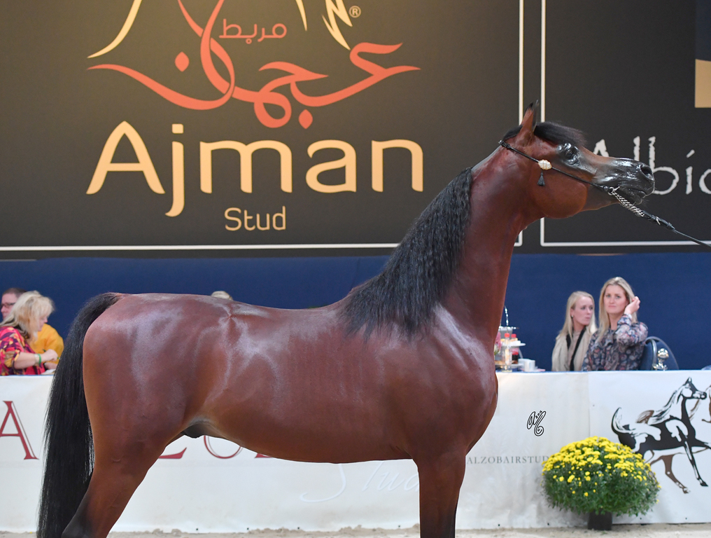 Colt Silver Champion: Luigi (Kanz Albidayer X Lolita)