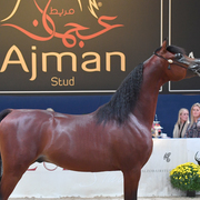 Colt Silver Champion: Luigi (Kanz Albidayer X Lolita)
