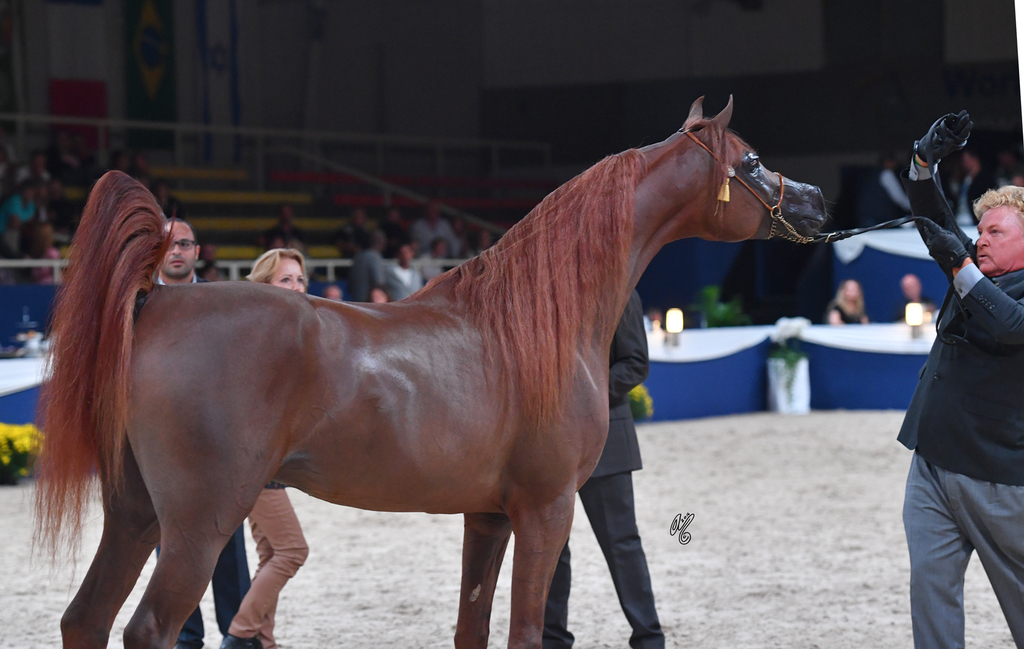 Colt Bronze Champion: Falah Al Shaqab (Marwan Al Shaqab X Joseph Just Emotion)