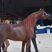 Colt Bronze Champion: Falah Al Shaqab (Marwan Al Shaqab X Joseph Just Emotion)
