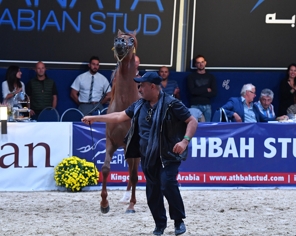 Colt Bronze Champion: Falah Al Shaqab (Marwan Al Shaqab X Joseph Just Emotion)