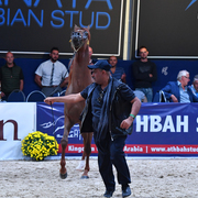 Colt Bronze Champion: Falah Al Shaqab (Marwan Al Shaqab X Joseph Just Emotion)