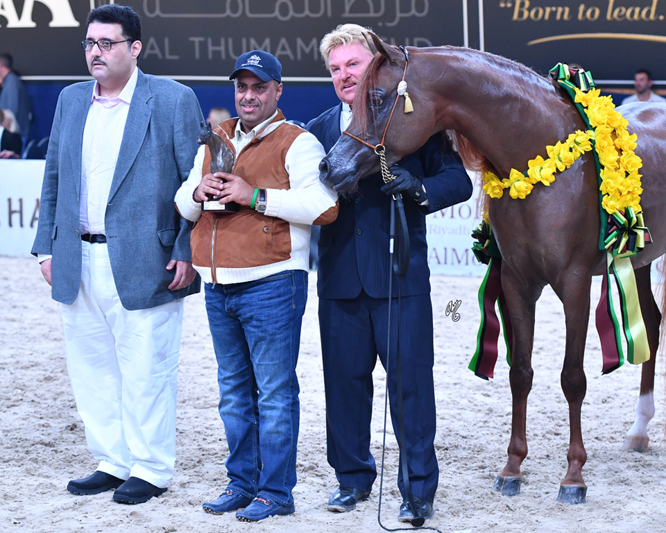 Colt Bronze Champion: Falah Al Shaqab (Marwan Al Shaqab X Joseph Just Emotion)