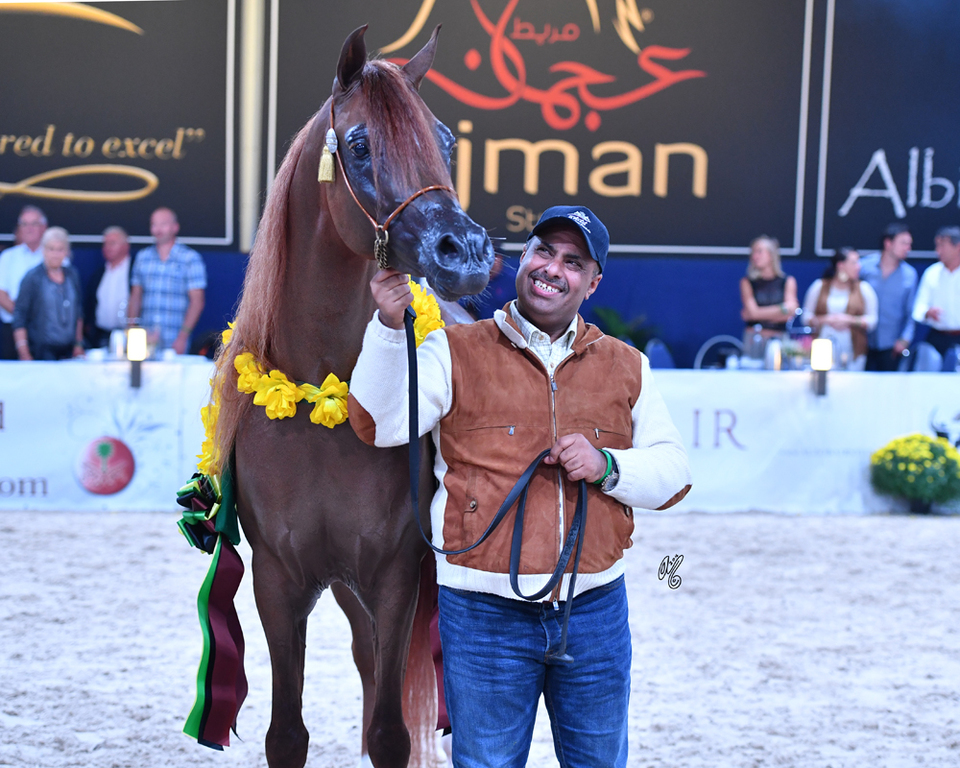 Colt Bronze Champion: Falah Al Shaqab (Marwan Al Shaqab X Joseph Just Emotion)