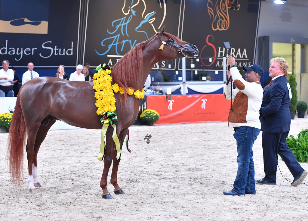 Colt Bronze Champion: Falah Al Shaqab (Marwan Al Shaqab X Joseph Just Emotion)