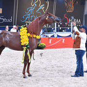 Colt Bronze Champion: Falah Al Shaqab (Marwan Al Shaqab X Joseph Just Emotion)
