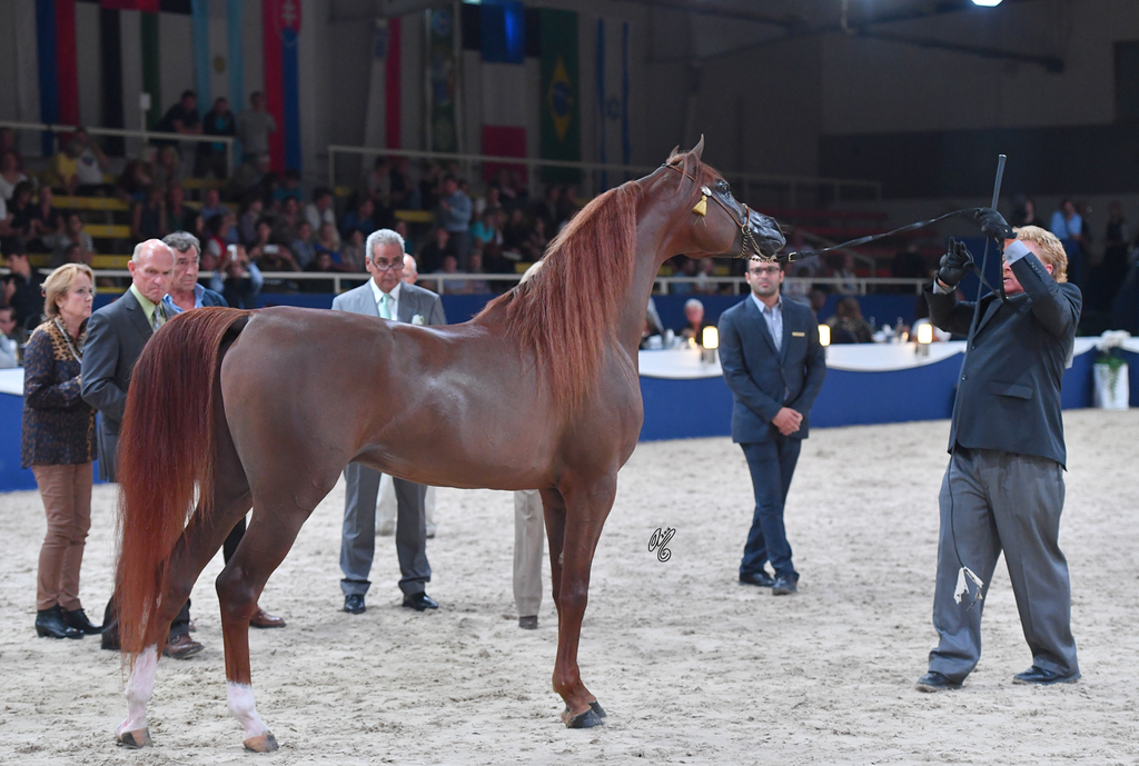 Colt Bronze Champion: Falah Al Shaqab (Marwan Al Shaqab X Joseph Just Emotion)
