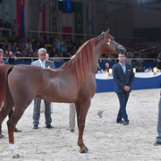 Colt Bronze Champion: Falah Al Shaqab (Marwan Al Shaqab X Joseph Just Emotion)