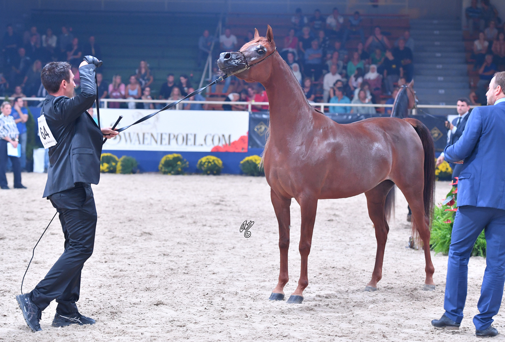 Filly Gold Champion: Elle Flamenca (Ajman Moniscione X Allamara MA)