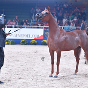 Filly Gold Champion: Elle Flamenca (Ajman Moniscione X Allamara MA)