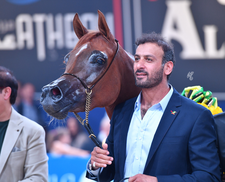 Filly Gold Champion: Elle Flamenca (Ajman Moniscione X Allamara MA)