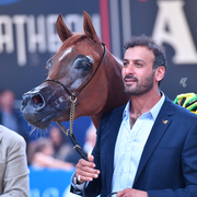 Filly Gold Champion: Elle Flamenca (Ajman Moniscione X Allamara MA)