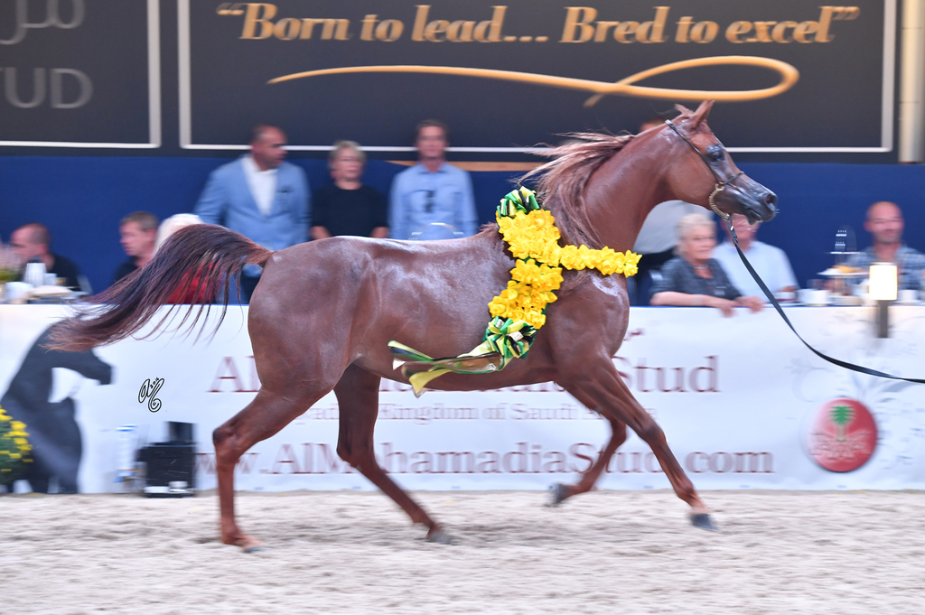 Filly Gold Champion: Elle Flamenca (Ajman Moniscione X Allamara MA)