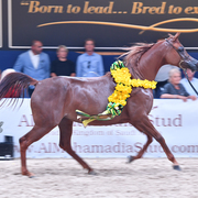 Filly Gold Champion: Elle Flamenca (Ajman Moniscione X Allamara MA)