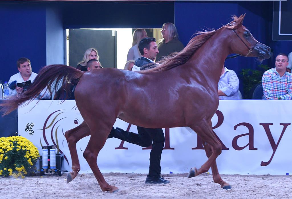 Filly Gold Champion: Elle Flamenca (Ajman Moniscione X Allamara MA)