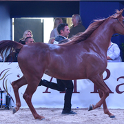Filly Gold Champion: Elle Flamenca (Ajman Moniscione X Allamara MA)