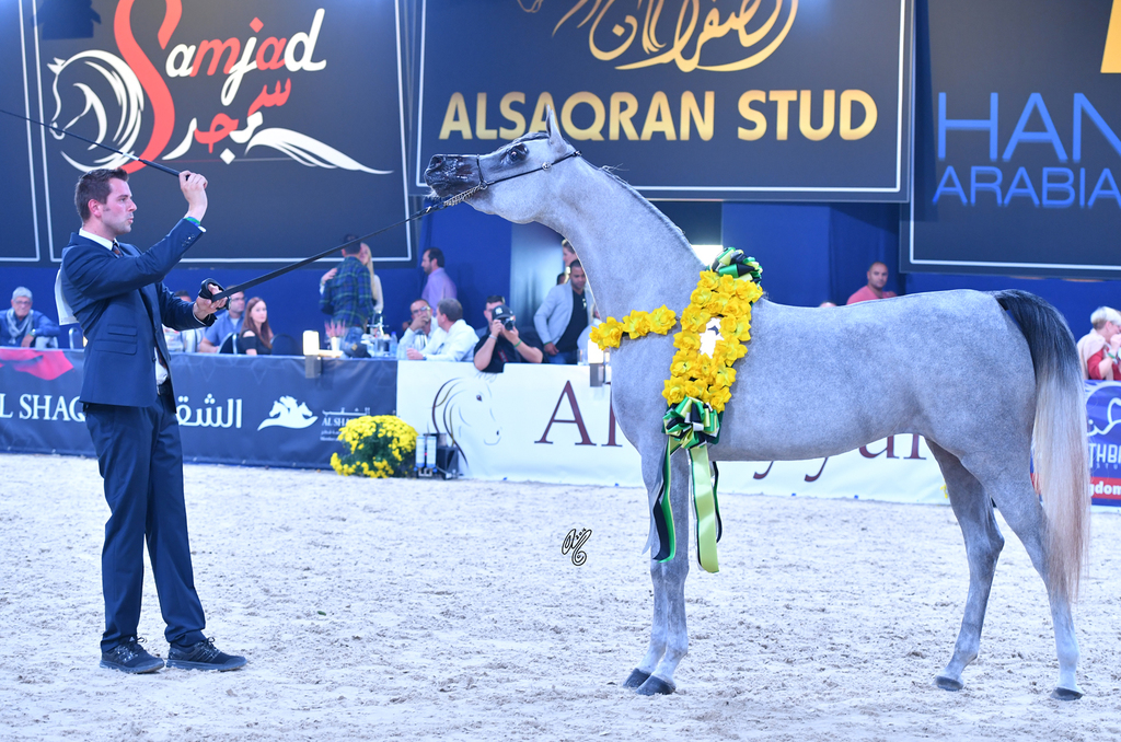 Filly Silver Champion: Malikat Al Moluk (Mameluk X Asalat Al Hala)
