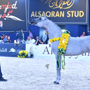 Filly Silver Champion: Malikat Al Moluk (Mameluk X Asalat Al Hala)